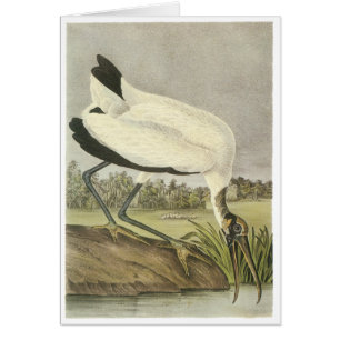 Wood Stork, John Audubon Hälsningskort
