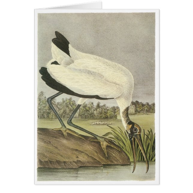 Wood Stork, John Audubon Hälsningskort (Framsidan)