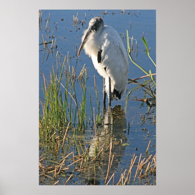 Wood Stork Poster (Framsidan)