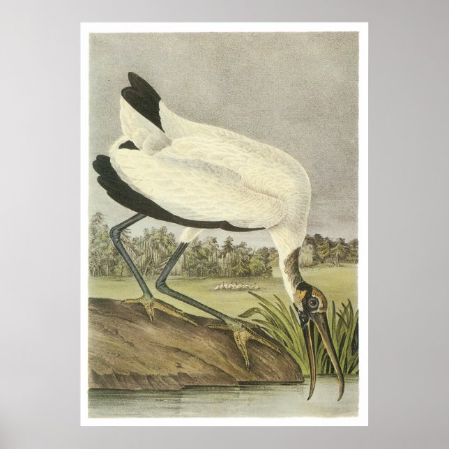 Wood Stork Poster (Framsidan)