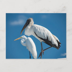 Wood Stork Vykort
