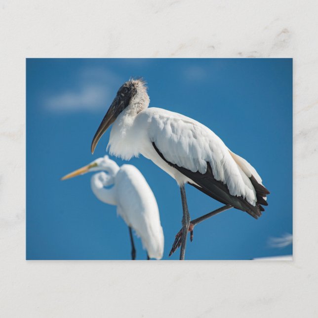 Wood Stork Vykort (Framsida)