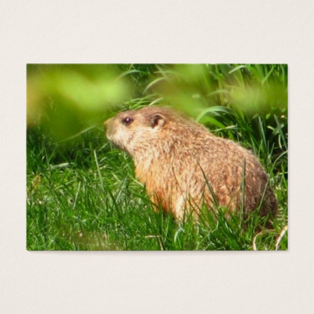 Woodchuck ~ ATC Visitkort (Framsidan)