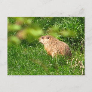 Woodchuck ~ vycard vykort