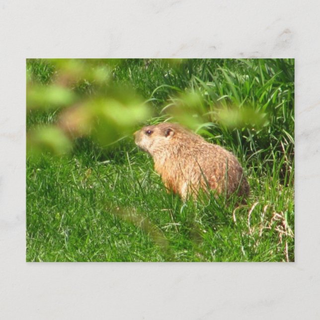 Woodchuck ~ vycard vykort (Framsida)