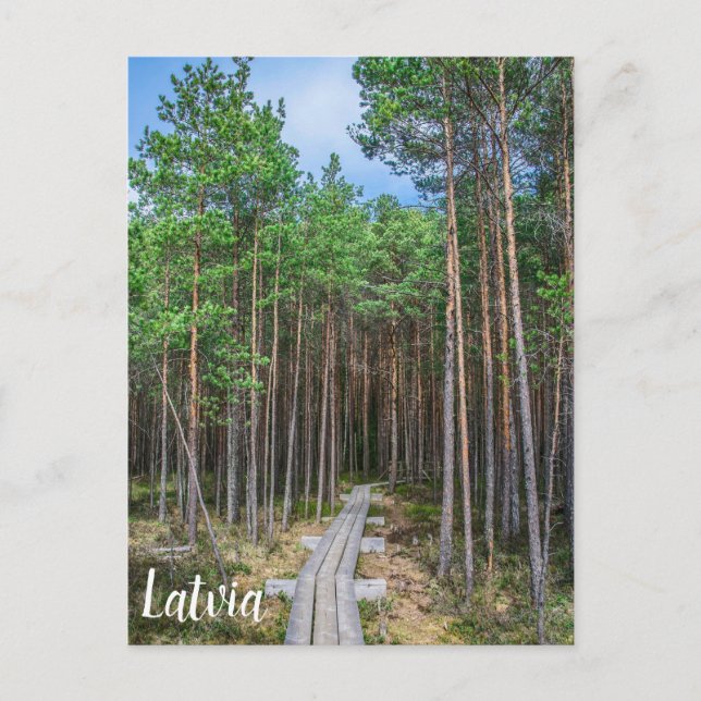 Wooden trail in pine forest vykort (Framsida)