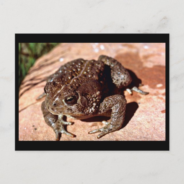 Woodhouse Toad Vykort (Framsida)