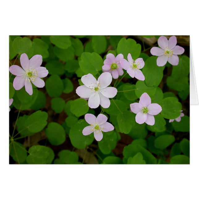 Woodland Anemones Hälsningskort (Framsidan Horizontal)