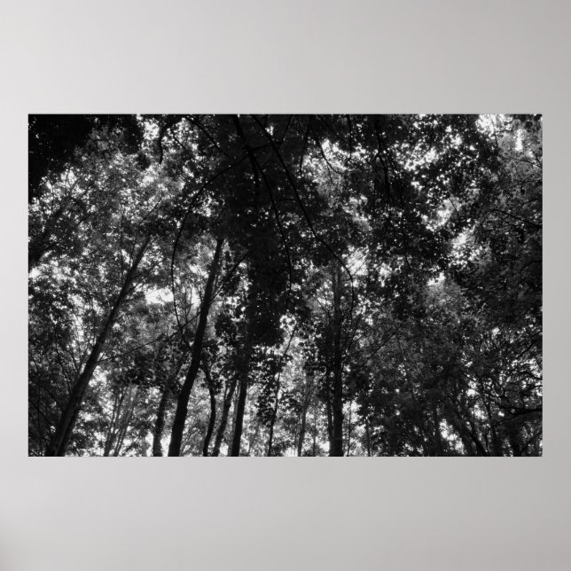 Woodland Canopy 01 BW Poster (Framsidan)