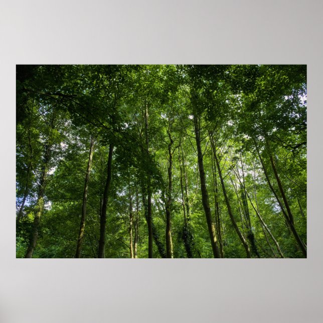 Woodland Canopy. Blackweir Skogen, Bute Park Poster (Framsidan)