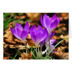 Woodland Crocuses Hälsningskort