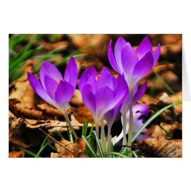 Woodland Crocuses Hälsningskort (Framsidan Horizontal)