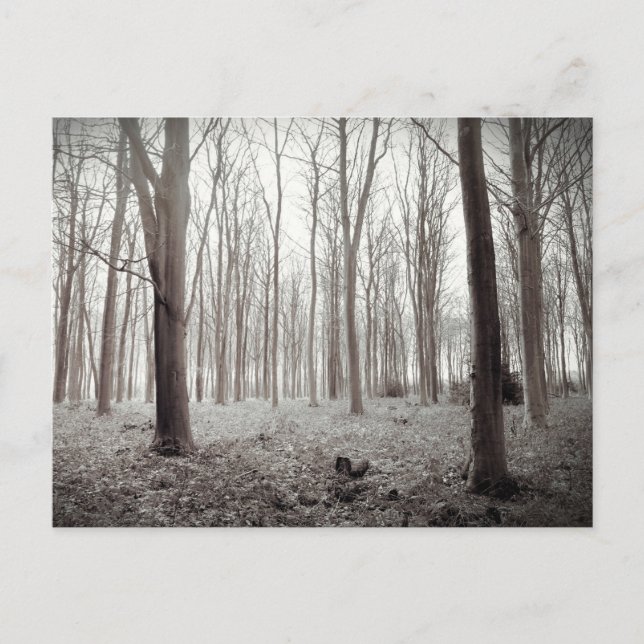 Woodland Dream Postcard Vykort (Framsida)