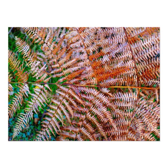 Woodland Ferns Fototryck (Framsidan)