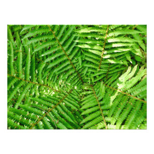 Woodland Ferns Fototryck