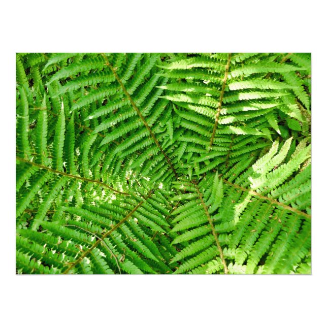 Woodland Ferns Fototryck (Framsidan)