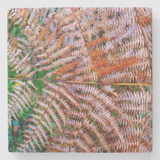 Woodland Ferns Stenunderlägg (Framsidan)