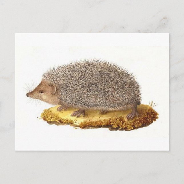 Woodland Hedgehog Vykort (Framsida)