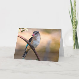 Woodland kingfisher, Botswana Helgkort