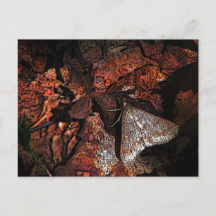 Woodland Moth Vykort