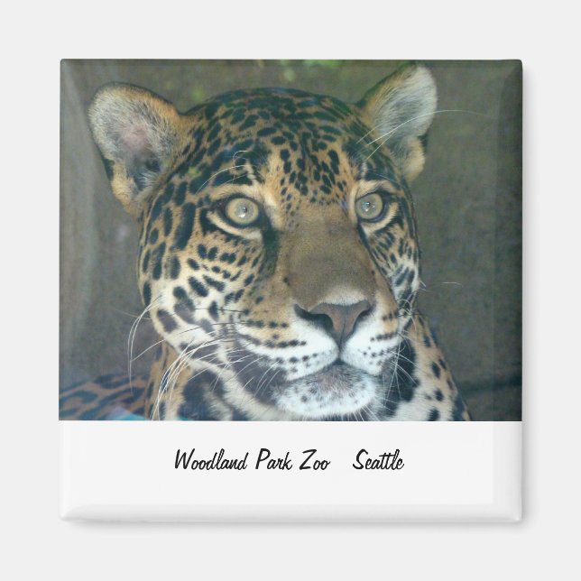Woodland Park Zoo Cat Magnet (Framsidan)