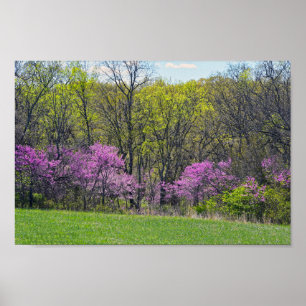 Woodland Redbud Träd Shawnee Uppdrag Parker Kansas Poster
