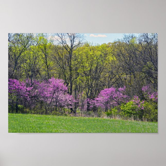 Woodland Redbud Träd Shawnee Uppdrag Parker Kansas Poster (Framsidan)