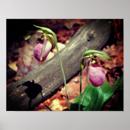 Woodland Rosa Vild Dam Slipper Orchid Flowers Poster