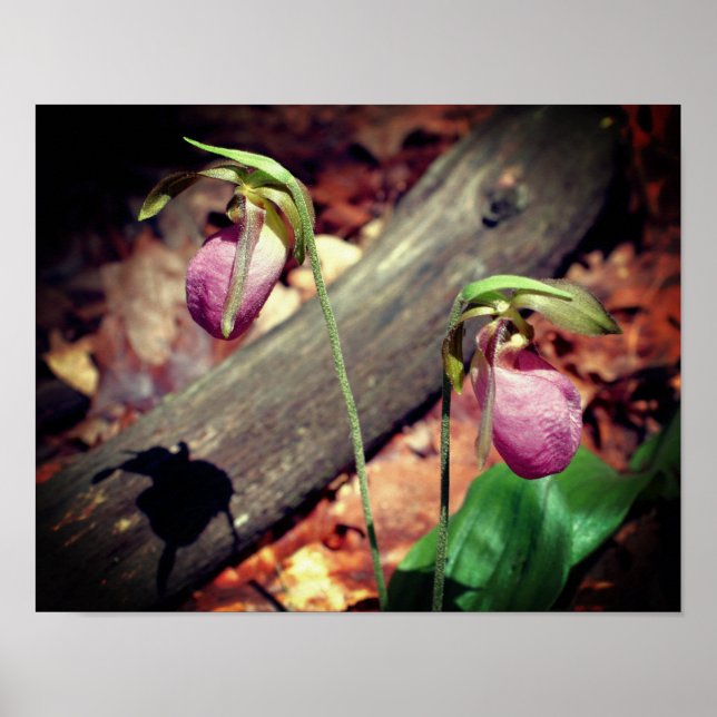 Woodland Rosa Vild Dam Slipper Orchid Flowers Poster (Framsidan)