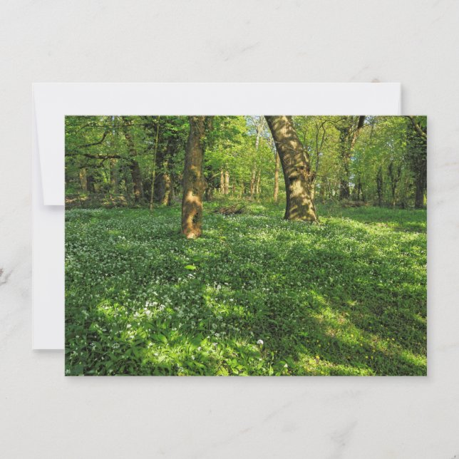 Woodland Scene. Blackweir Skogen, Cardiff Kort (Framsida)