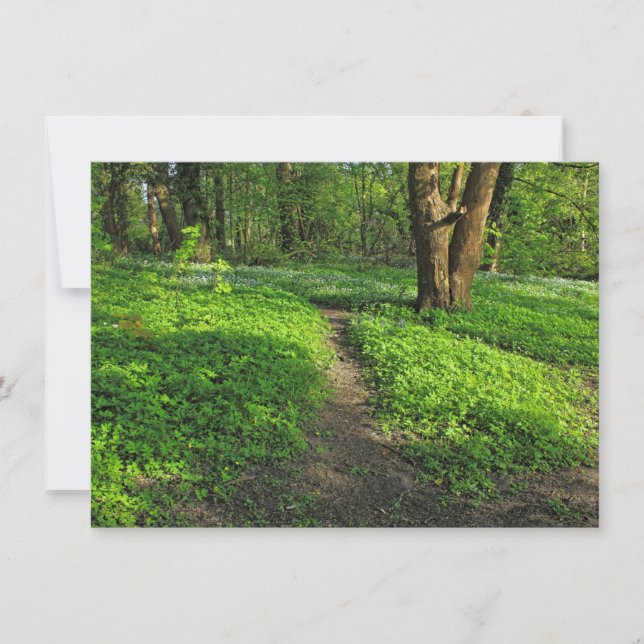 Woodland Scene. Blackweir Skogen, Cardiff Kort (Framsida)