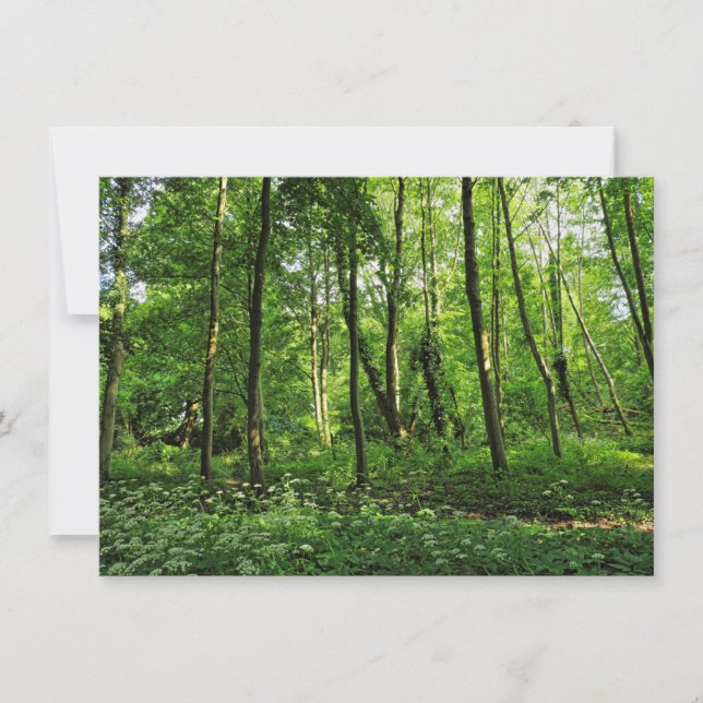 Woodland Scene. Blackweir Skogen, Cardiff Kort (Framsida)