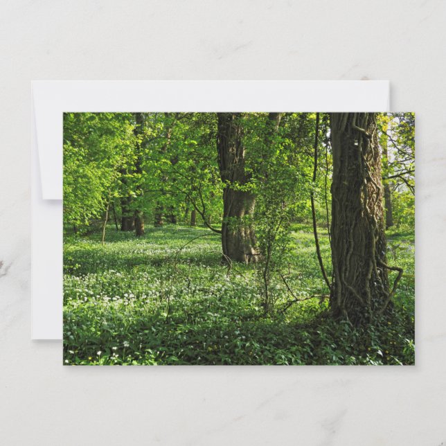 Woodland Scene. Blackweir Skogen, Cardiff Kort (Framsida)