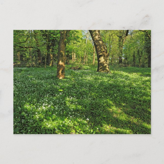 Woodland Scene. Blackweir Skogen, Cardiff Postcard Vykort (Framsida)