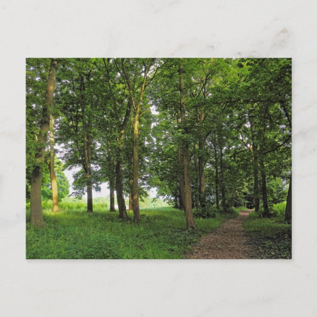 Woodland Scene. Blackweir Skogen, Cardiff Postcard Vykort (Framsida)