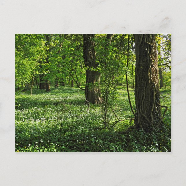 Woodland Scene. Blackweir Skogen, Cardiff Postcard Vykort (Framsida)