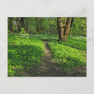 Woodland Scene. Blackweir Skogen, Cardiff Postcard Vykort