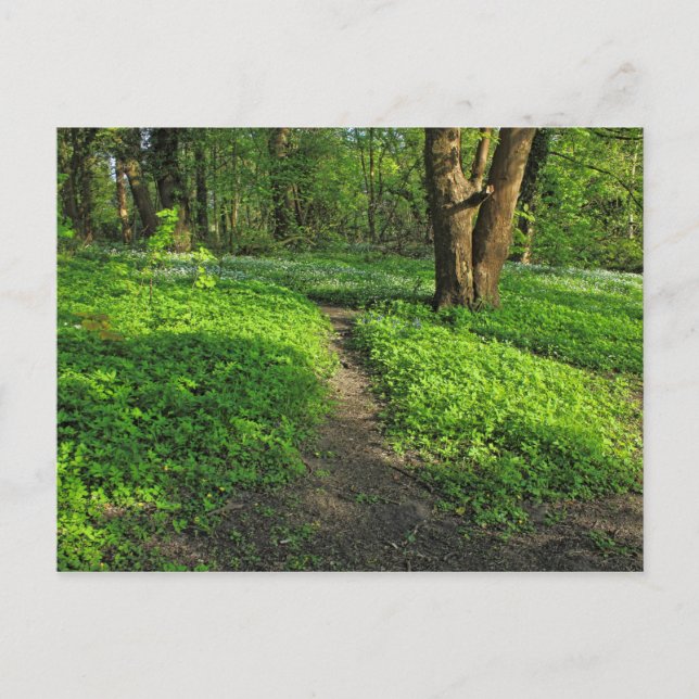 Woodland Scene. Blackweir Skogen, Cardiff Postcard Vykort (Framsida)