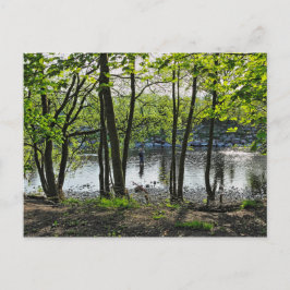 Woodland Scene. Blackweir Skogen, Cardiff Postcard Vykort