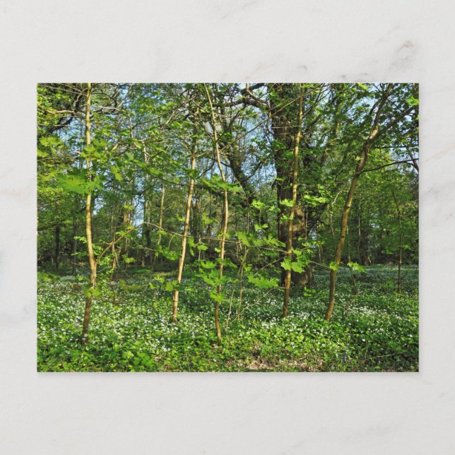 Woodland Scene. Blackweir Skogen, Cardiff Postcard Vykort (Framsida)