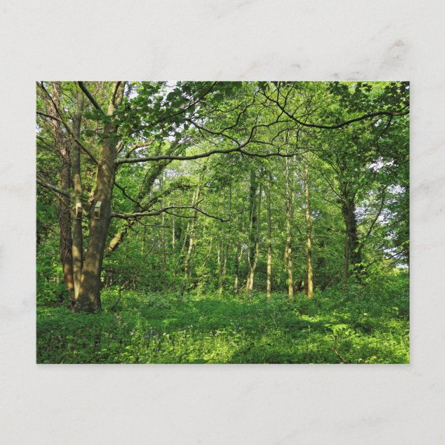 Woodland Scene. Blackweir Skogen, Cardiff Postcard Vykort (Framsida)