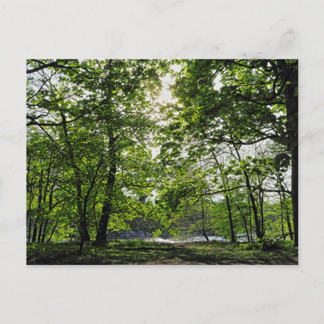 Woodland Scene. Blackweir Skogen, Cardiff Postcard Vykort (Framsida)
