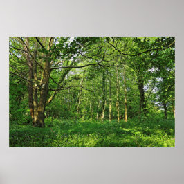 Woodland Scene. Blackweir Skogen, Cardiff Poster
