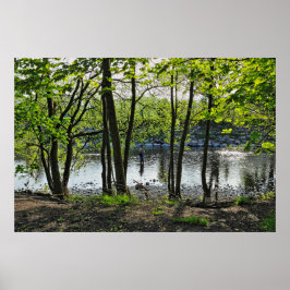 Woodland Scene. Blackweir Skogen, Cardiff Poster