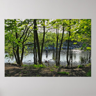 Woodland Scene. Blackweir Skogen, Cardiff Poster
