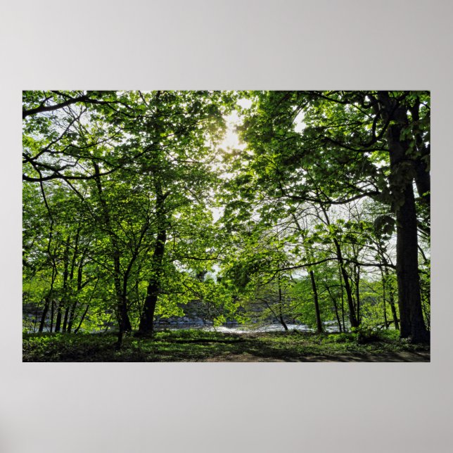 Woodland Scene. Blackweir Skogen, Cardiff Poster (Framsidan)