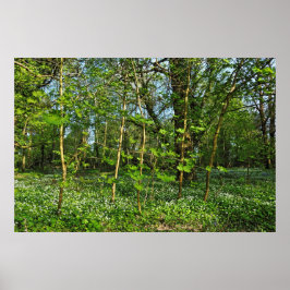 Woodland Scene. Blackweir Skogen, Cardiff Poster