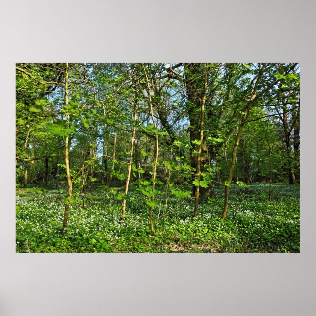 Woodland Scene. Blackweir Skogen, Cardiff Poster (Framsidan)