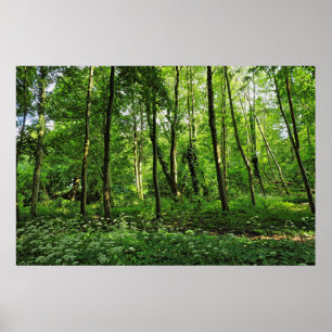 Woodland Scene. Blackweir Skogen, Cardiff Poster