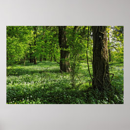 Woodland Scene. Blackweir Skogen, Cardiff Poster